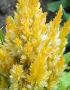 40 Celosia Plumed Fresh Look Yellow Self Seeding Annual Flower Seeds 