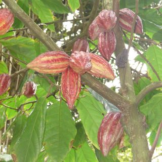 CHOCOLATE Tree ~Fruit of Gods~ Theobroma CACAO LIVE PLANT Seedling