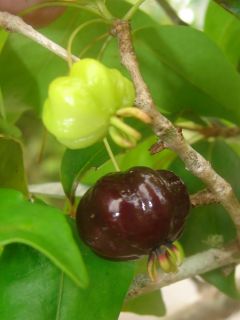 Live Seedlings Surinam Cherry Fruit Tree Cultivar Black Star Eugenia 