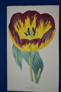 Tulip   2 Hand Colored Botanical James Andrews Floral Magazine 1860 