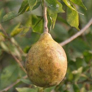RARE Matoom Bengal Quince Bael Fruit Tree Live 10 Wood Apple Seed 