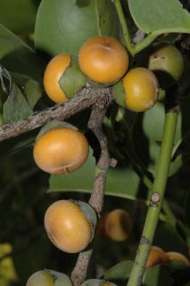   Persimmon African Ebony Sweet Fruits RARE Tree Live Plant