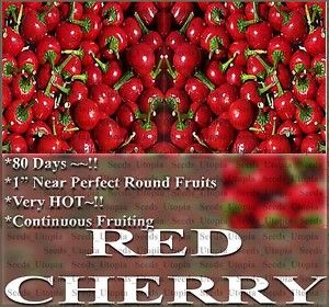 Hot Pepper Seeds BST Very Hot Nonstop Fruit Red Cherry