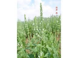 Salvia ``Chia`` Hispanica Lamiaecae Fresh Seed HE0028