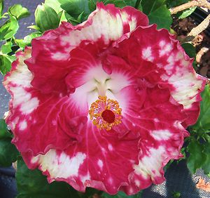Hibiscus Rosa sinensis Cherry Appaloosa Plant Last Auction This 