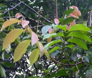 Aglaia argentea is a species of plant in the Meliaceae (Mahogany
