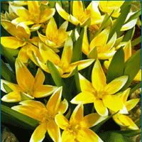 Tulip Dasystemon Tarda Yellow and White 10 bulbs Spring Blooms