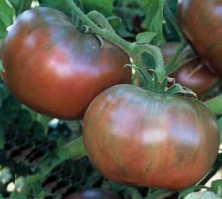 Cherokee Purple OP Black Tomato 30 Seeds   Tennessee Heirloom