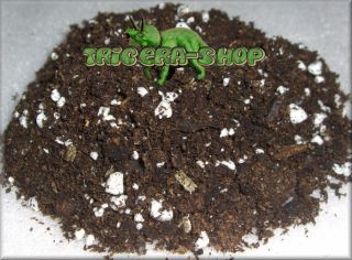 specially formulated carnivorous plant compost this compost is