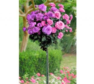 Cottage Farms 18 Angel Face & Cherish 2 in 1 Patio Tree Rose