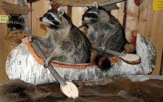 coons%20in%20canoe