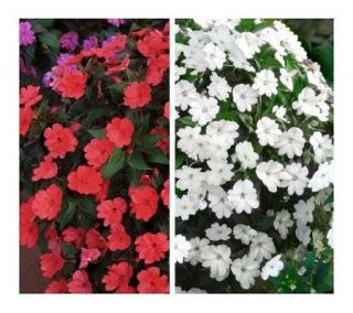 Cottage Farms 6 Piece Bold and Beautiful SunPatiens Collection