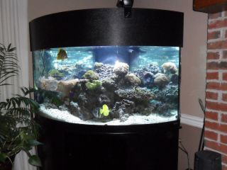 Oceanic 92 gal corner Saltwater Aquarium with FREE fish corals