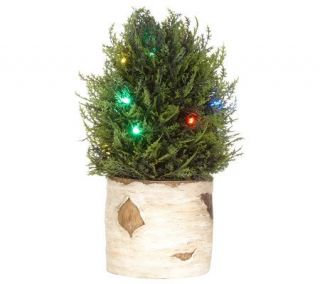 BethlehemLights BatteryOperated 12 Cedar Tree in BirchPlanter with 