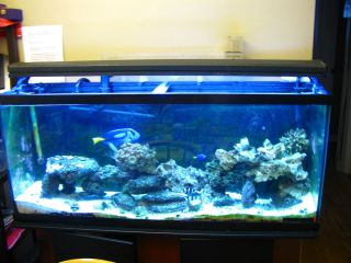 55 Gallon Saltwater Fish Tank with Stand Complete Set Up