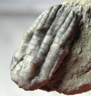 Nice Crawfordsville Crinoid Sarocrinus Varsovensis Indiana Fossil
