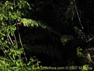 Image of Blechnum chilense (Costilla de vaca / Quilquil / Palmilla)