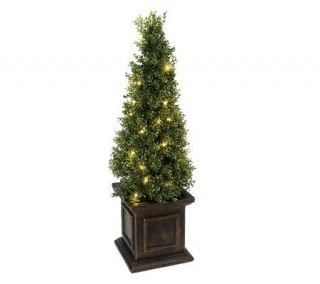 BethlehemLights BatteryOperated 3 Boxwood Topiary in Box w/ Timer