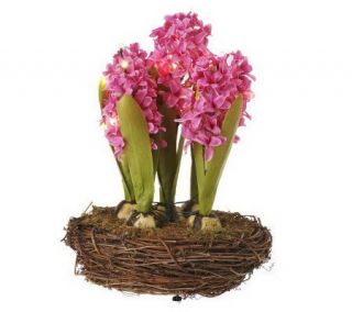 Bethlehem Lights 13.5 Hyacinth in Birds Nest With Timer   H194085