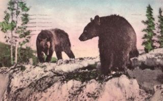 Hand Colored Bear at Crater Lake or Postcard