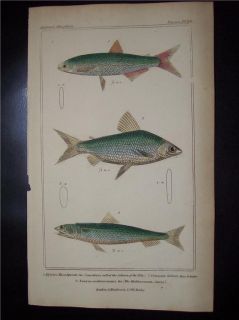baron george cuvier print printed handcolored in 1 837