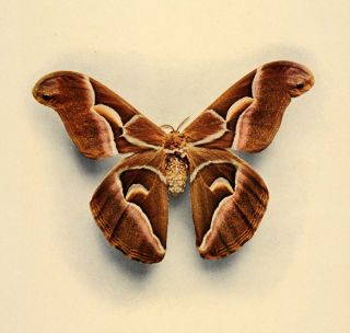 1908 Ailanthus Silkmoth Philosamia Cynthia Moth Print