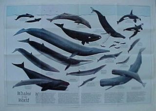 Wall Map Great Whales Orca Humpback Dolphin Narwhal Fin Bowhead Sperm