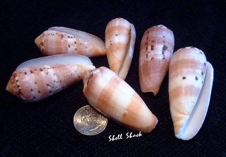 Seashells Conus Circumcisus Circumcision Cone Shell