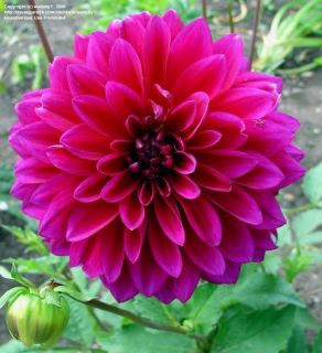 Dahlia Le Baron Pink 1 Bulb Perennial