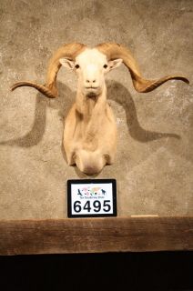 6495 Texas Dall Sheep RAM Taxidermy Shoulder Mount