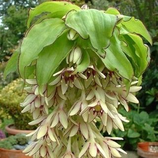  LILY BULB~EUCOMIS BICOLOR~VERY EXOTIC FLOWERS RARE PERENNIAL PLANTS