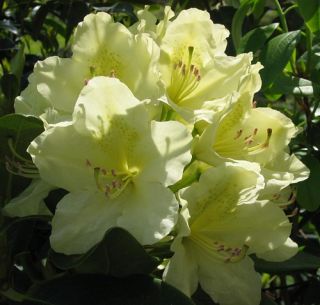 Capistrano Rhododendron The Best Hardy Yellow Color