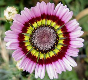 Tricolor Painted Daisy Flower Seeds 25 Fresh Seeds 
