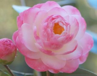 Camellia Japonica Spring Daze