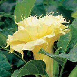  Datura Yellow Double Live Plant