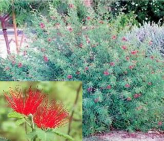 Baja Fairy Duster Seeds Shrub Desert Plant Hummingbird Red Flower
