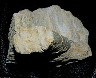 Poland, Krasnobrod, Cretaceous, Campanian. Dimension 60mm