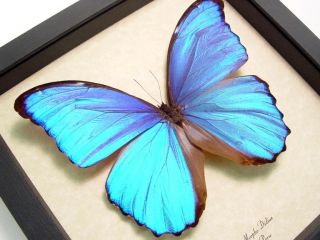 Giant Metallic Blue Morpho Didius Real Butterfly 416