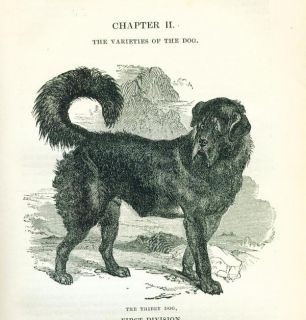 Antique Dog Book 1890 The Dog by Youatt Veterinary Interest