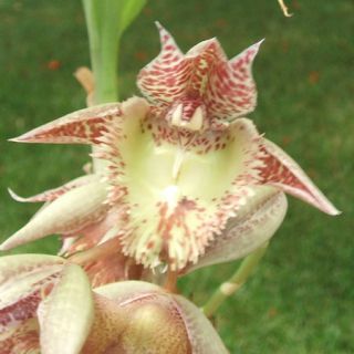 Catasetum Frilly Doris Orchid Blooming Size Funky Unusual Fragrant