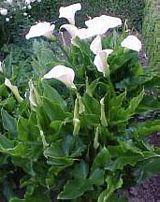 25 calla lily bulbs White flower Dragon voodoo amorphophallus tuber