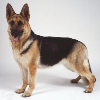 Dog Muzzle Size 9 Fits Dogs Like German Shepherd Husky
