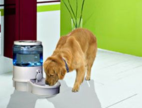 Filtered Auto Pet Cat Dog Waterer Water Fountain Small