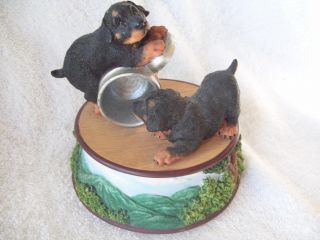 Rottweiler Puppies San Francisco Music Box Dogs at Play