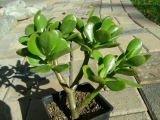 Money Jade Succulent Dollar Tree Rooted Plant P7746