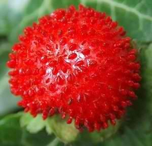 This item is for 25 plants   Indian Strawberry  Potentilla indica