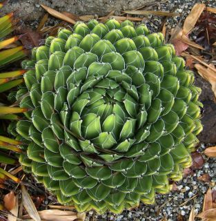 Agave Collection Species Mix Drought Tolerant 25 Seeds