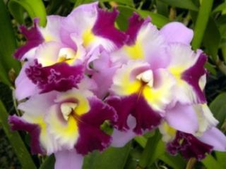Laeliocattleya LC Maris Song Orchid Compot 5 Plants