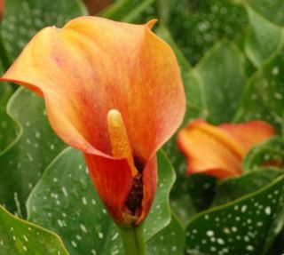 Blooming Size RARE Bulb Captain Safari Calla Lily