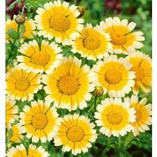  Daisy Chrysanthemum Edible 1000 seed 1000 Evening Primrose Seeds